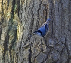 jgs_birdiebirdieblue