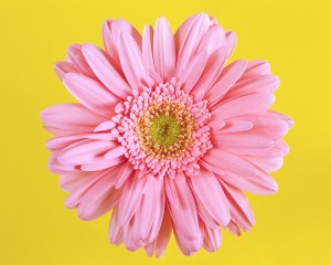 Pink Gerbera Daisy