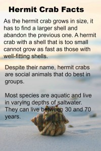 hermit crab facts