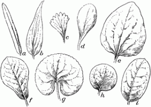 leaf shapes