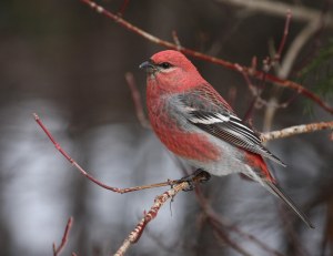 Pine Grosbeak
