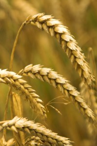 wheat, tares, words
