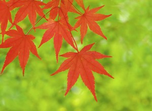 Red Maple Leaves