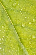 Close Up Leaf & Water Drops