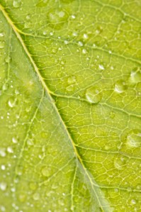 Close Up Leaf & Water Drops