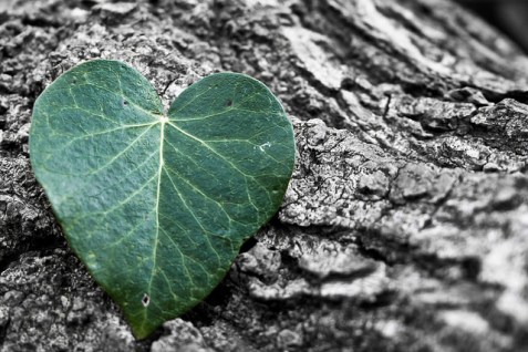 heart shaped leaf