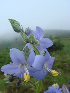 Mountaintop_wildflowers