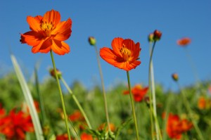 Cosmos_flower
