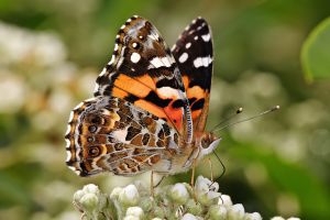 1024px-Australian_painted_lady_feeding