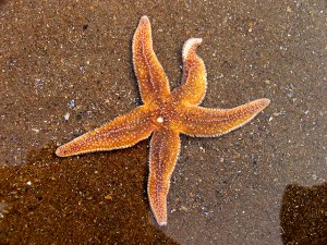 starfish