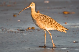 Long-billed Curlew in evening sun, Morro Strand State Beach, Mor